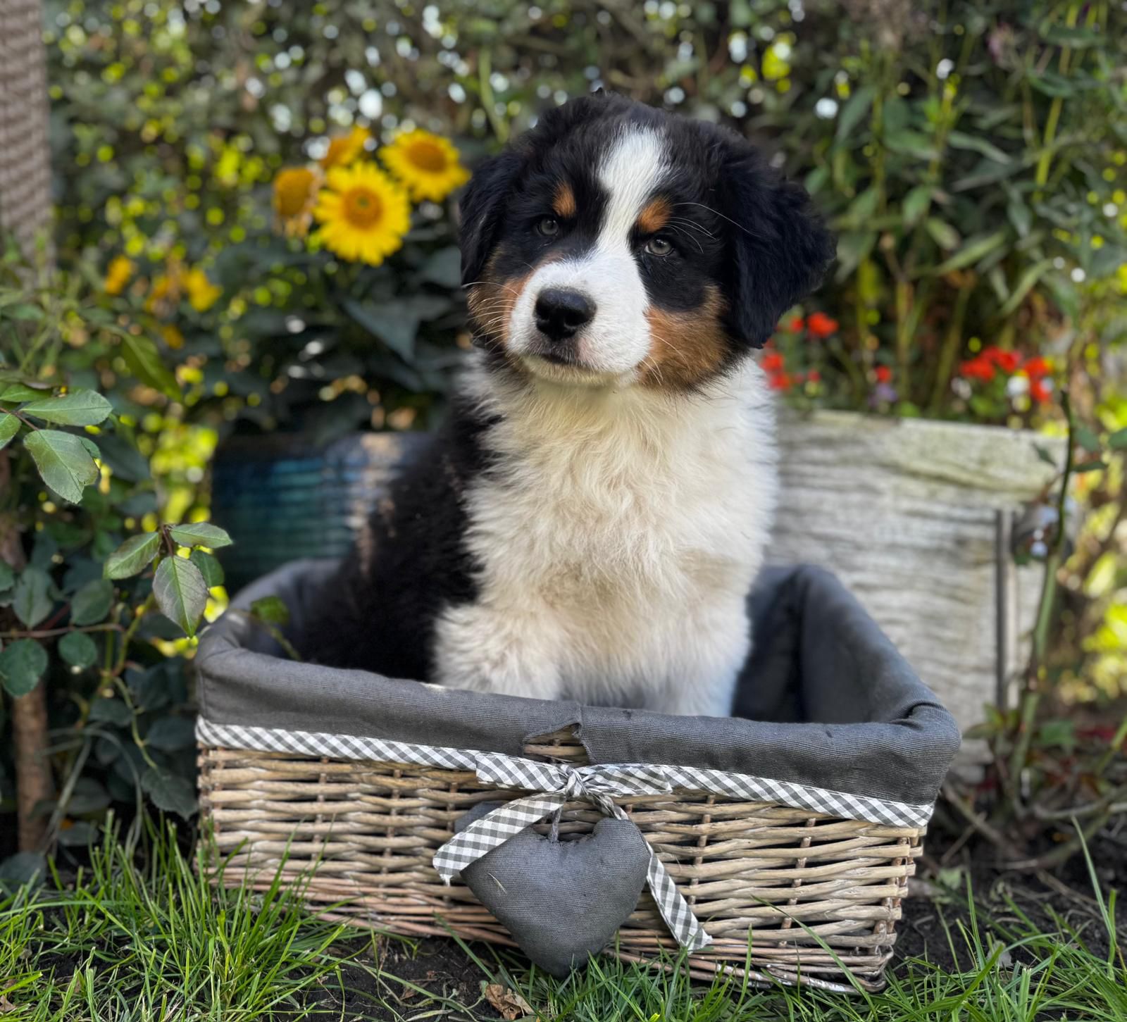 Red Sunset Australian Shepherd