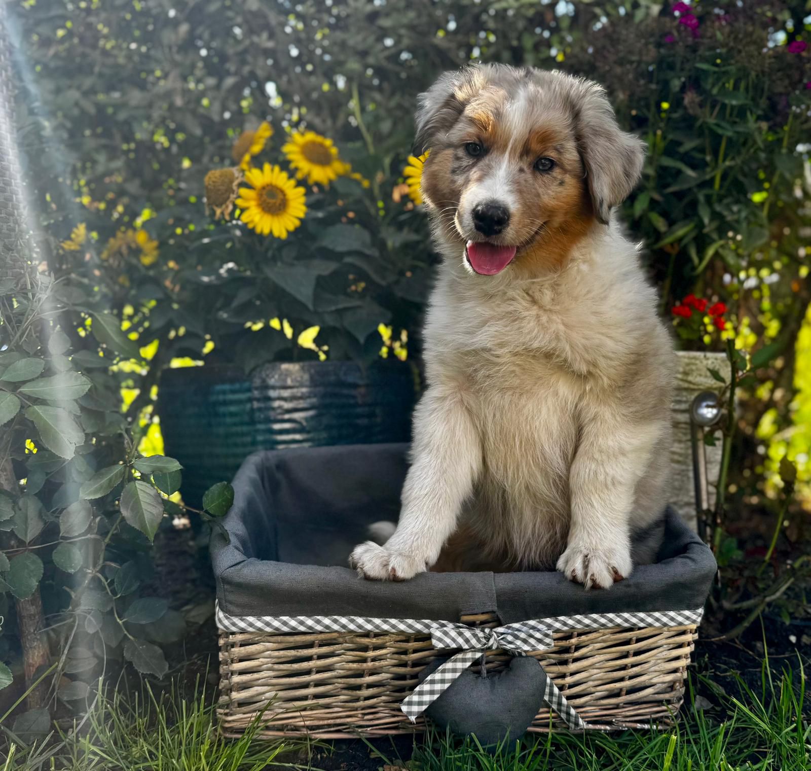 Red Sunset Australian Shepherd
