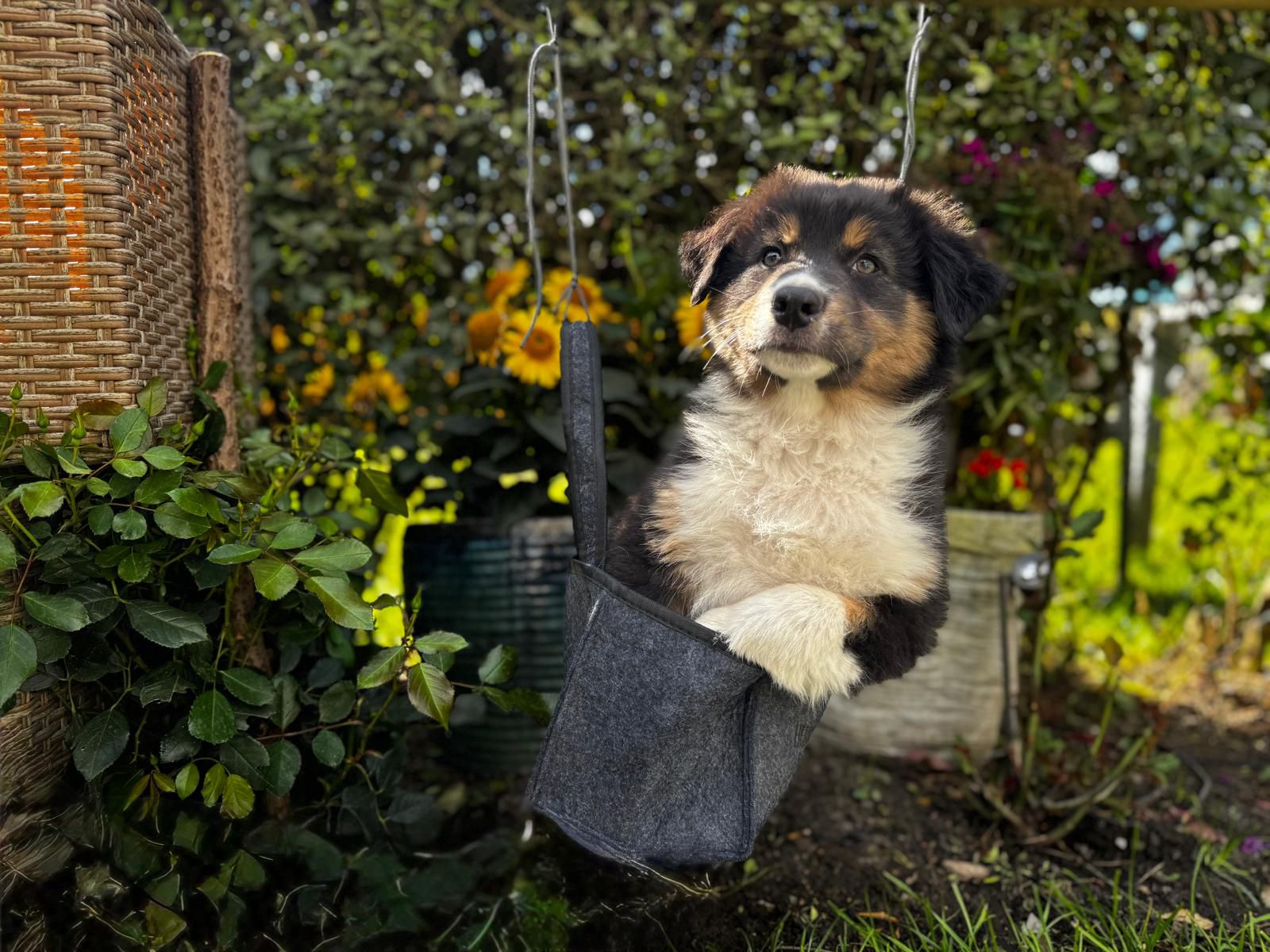 Red Sunset Australian Shepherd