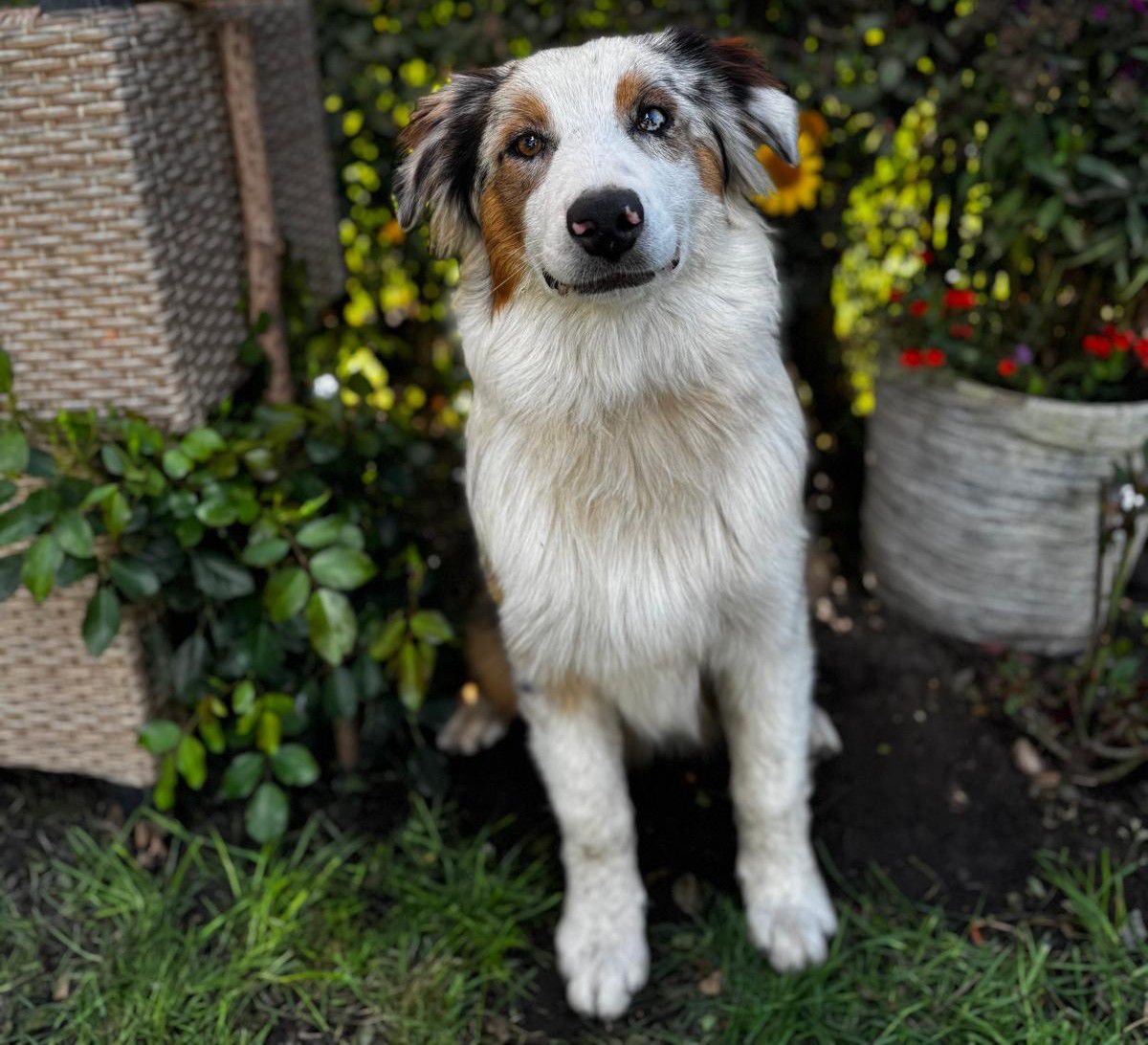 Red Sunset Australian Shepherd