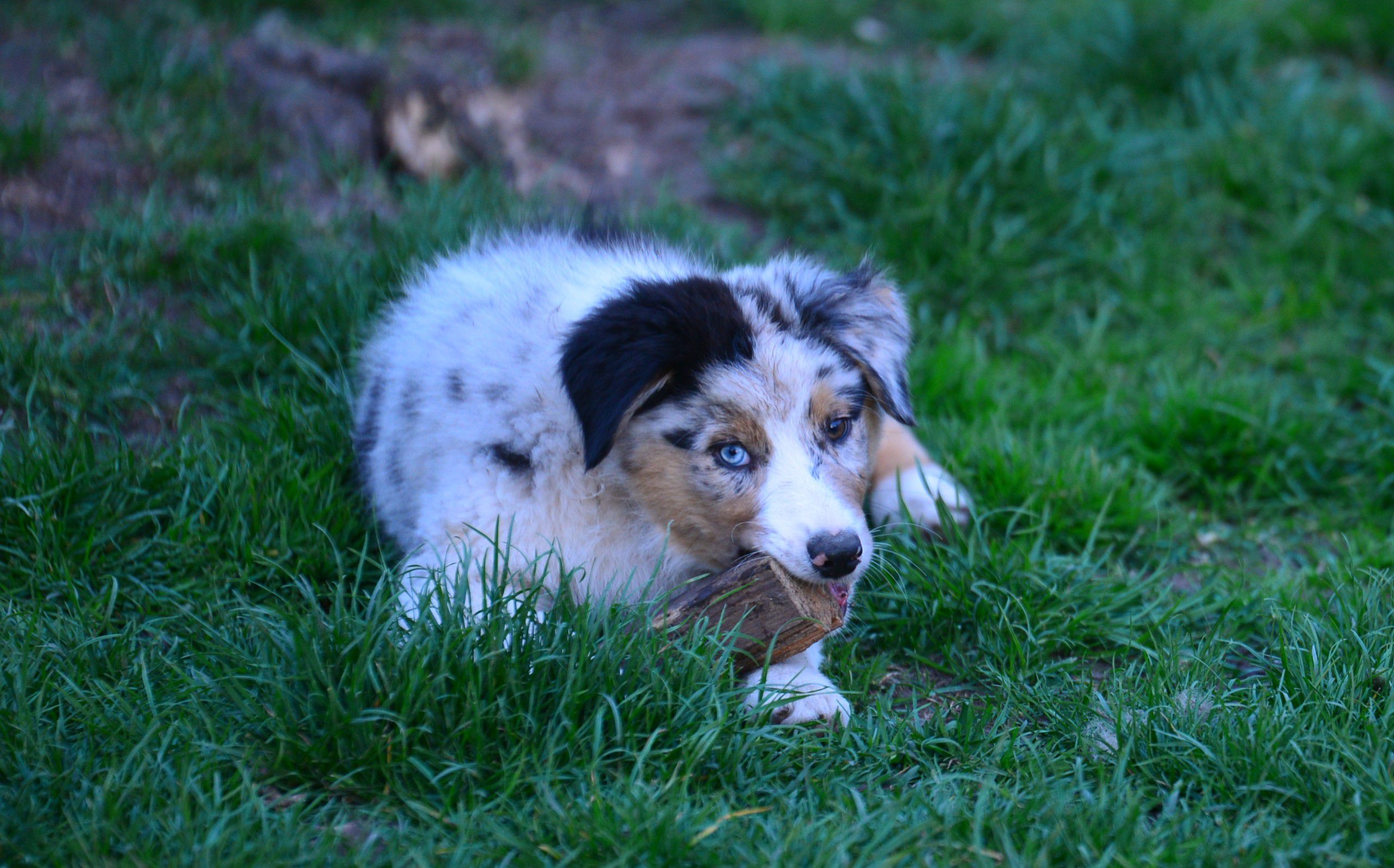 Red Sunset Australian Shepherd