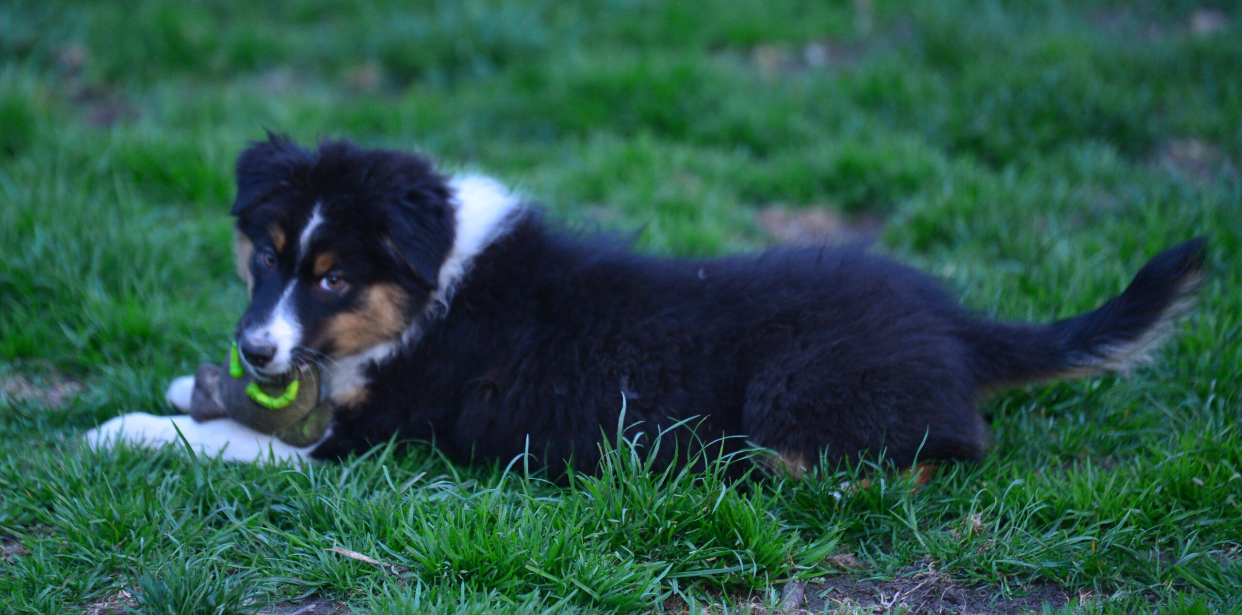 Red Sunset Australian Shepherd