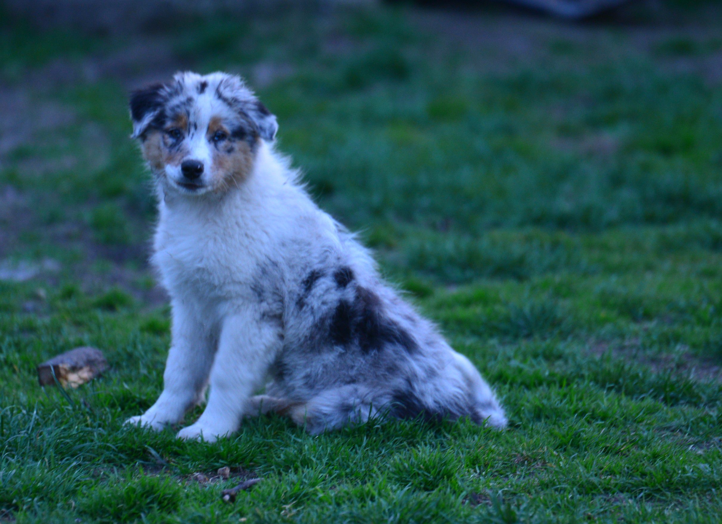 Red Sunset Australian Shepherd