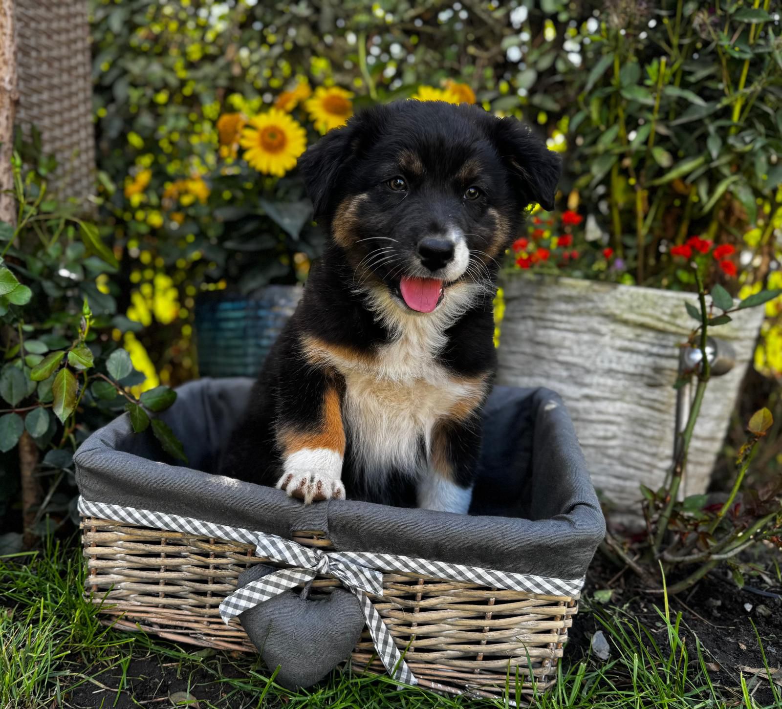 Red Sunset Australian Shepherd